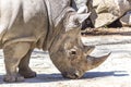 White Rhinoceros closeup Royalty Free Stock Photo