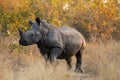 White Rhinoceros closeup, Kruger Park Royalty Free Stock Photo
