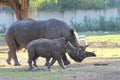 White Rhinoceros cow and calf Royalty Free Stock Photo