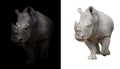 White rhinoceros in dark and white background