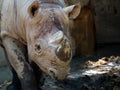 white rhinoceros dirty mud walking scenery close up with copy space Royalty Free Stock Photo