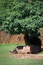 White rhinoceros dozing in shade under bush