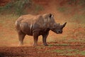 White rhinoceros in dust Royalty Free Stock Photo