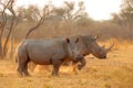 White rhinoceros in dust at sunset Royalty Free Stock Photo