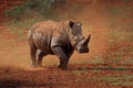 White rhinoceros in dust Royalty Free Stock Photo