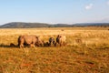 White rhinoceros in Entabeni game reserve