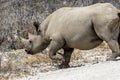 White Rhinoceros