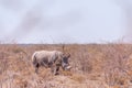 White Rhinoceros Family in Etosha Royalty Free Stock Photo