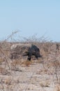 White Rhinoceros Family in Etosha Royalty Free Stock Photo