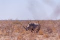 White Rhinoceros Family in Etosha Royalty Free Stock Photo