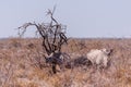 White Rhinoceros Family in Etosha Royalty Free Stock Photo