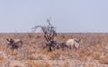 White Rhinoceros Family in Etosha Royalty Free Stock Photo