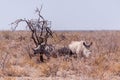 White Rhinoceros Family in Etosha Royalty Free Stock Photo