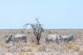 White Rhinoceros Family in Etosha Royalty Free Stock Photo