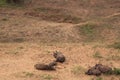 White rhinoceros family sleeping Royalty Free Stock Photo