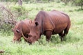 White rhinoceros family Royalty Free Stock Photo