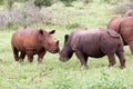 White rhinoceros family Royalty Free Stock Photo