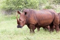 White rhinoceros family Royalty Free Stock Photo