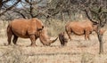 White Rhino Family Royalty Free Stock Photo