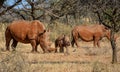 White Rhino Family Royalty Free Stock Photo