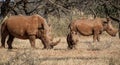 White Rhino Family Royalty Free Stock Photo