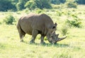 White Rhinoceros grazes in a protected park Royalty Free Stock Photo