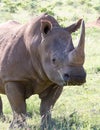 White Rhinoceros grazes in a protected park Royalty Free Stock Photo