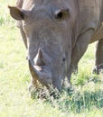 White Rhinoceros grazes in a protected park Royalty Free Stock Photo