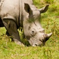 White rhinoceros grazing Royalty Free Stock Photo