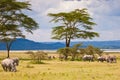 White rhinoceros grazing at lake Baringo, Kenia