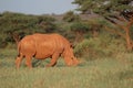 White rhinoceros grazing - South Africa Royalty Free Stock Photo