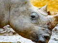 White Rhinoceros head close up
