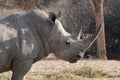 White Rhinoceros in Waterberg Wilderness Private Reserve, Namibia Royalty Free Stock Photo