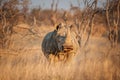 A White rhinoceros hide behind grass - Ceratotherium simum