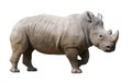 White rhinoceros isolated Royalty Free Stock Photo