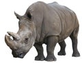 White Rhinoceros isolated over white Royalty Free Stock Photo