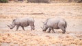 White Rhinoceros in the Khama Rhino Sanctuary, Botswana Royalty Free Stock Photo