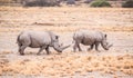 White Rhinoceros in the Khama Rhino Sanctuary, Botswana Royalty Free Stock Photo