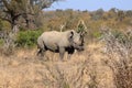 White rhinoceros in Kruger National Park, South Africa