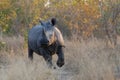 White Rhinoceros, Kruger Park, South Africa Royalty Free Stock Photo