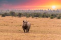 White Rhinoceros, Royalty Free Stock Photo