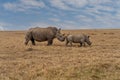 White Rhinoceros Royalty Free Stock Photo