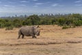 White Rhinoceros, Royalty Free Stock Photo