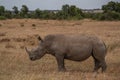 White Rhinoceros, Royalty Free Stock Photo