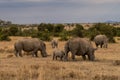 White Rhinoceros, Royalty Free Stock Photo