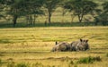 White rhinoceros in Lake Nakuru National Park, Kenya Royalty Free Stock Photo