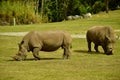 Rhinoceros eating Royalty Free Stock Photo