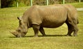 Rhinoceros eating Royalty Free Stock Photo