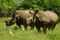 White Rhinoceros and little cattle egret bird symbiotic relationship in a game reserve in South Africa Royalty Free Stock Photo