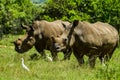 White Rhinoceros and little cattle egret bird symbiotic relationship in a game reserve in South Africa Royalty Free Stock Photo